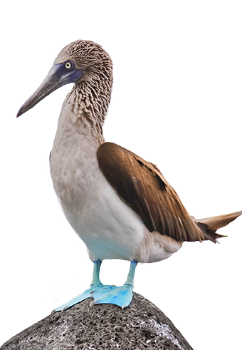 Verndale Contributes to Galapagos Islands Conservation
