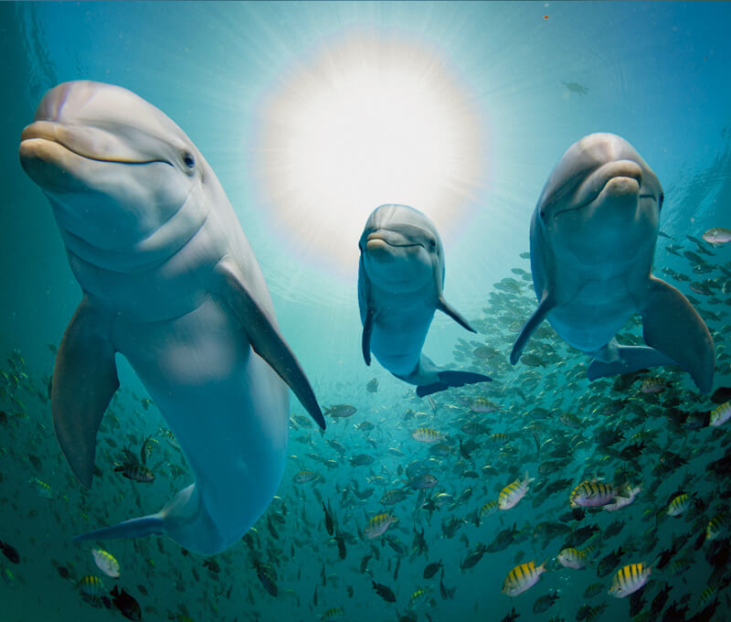 A family of dolphins underwater